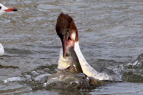 Common Merganser
