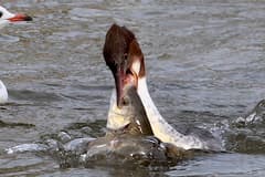 Common Merganser