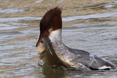 Common Merganser