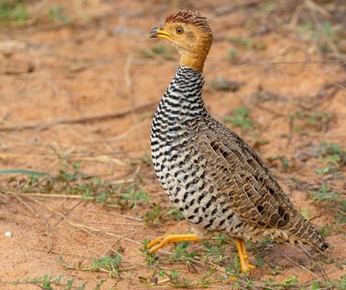 Coqui Francolin