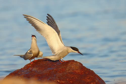 White-cheeked Tern