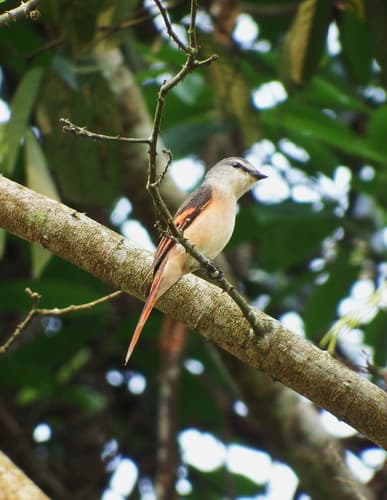 Rosy Minivet