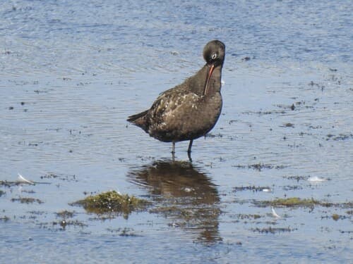Spotted Redshank