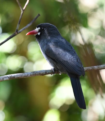 White-fronted Nunbird