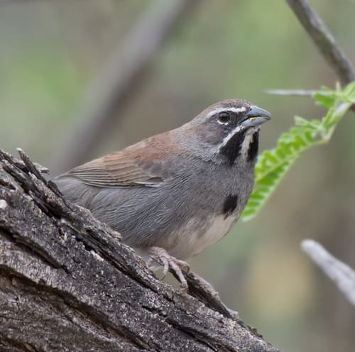 Five-striped Sparrow