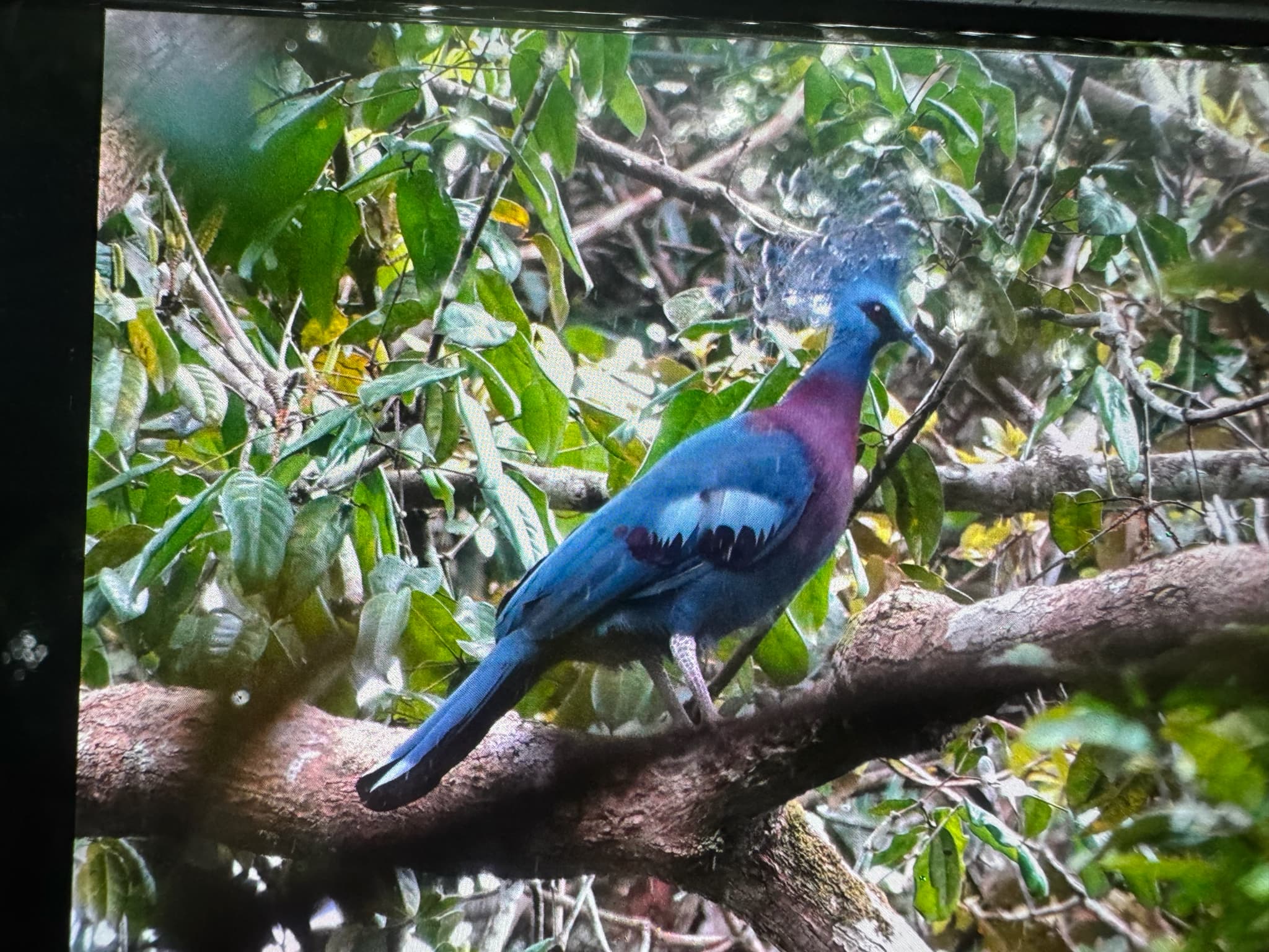 Victoria Crowned Pigeon