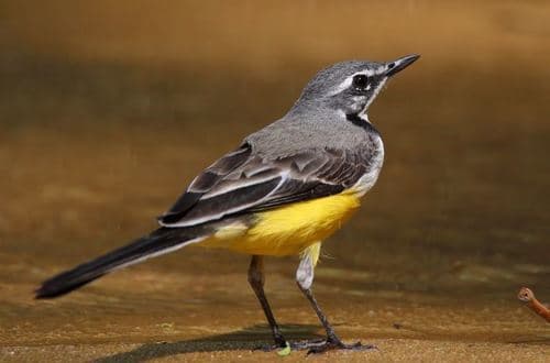 Madagascar Wagtail