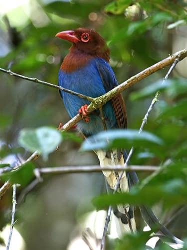 Sri Lanka Blue-Magpie