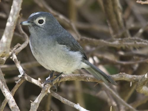White-eyed Slaty-Flycatcher