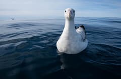 Wandering Albatross