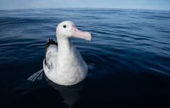 Wandering Albatross