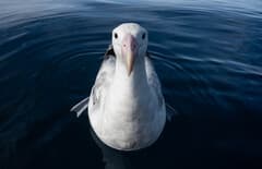 Wandering Albatross