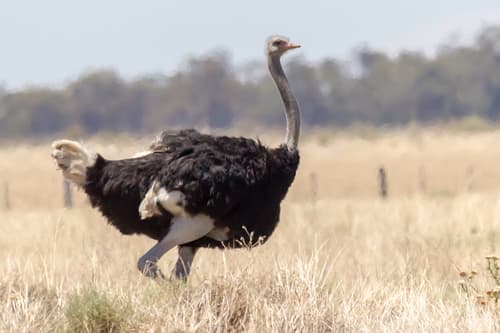 Common Ostrich