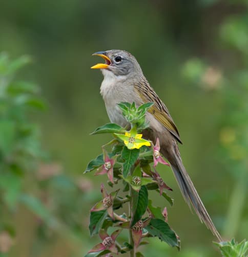 Wedge-tailed Grass-Finch