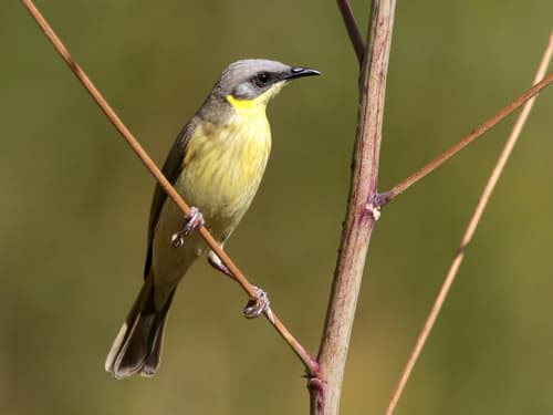 Grey-headed Honeyeater