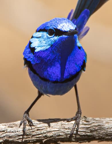 Splendid Fairywren