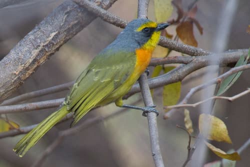 Sulphur-breasted Bushshrike