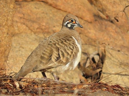 Squatter Pigeon