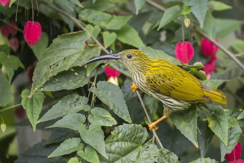 Streaked Spiderhunter