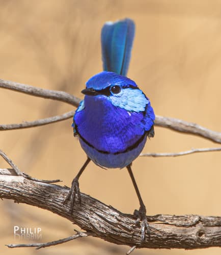 Splendid Fairywren