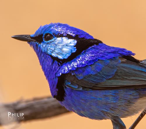 Splendid Fairywren