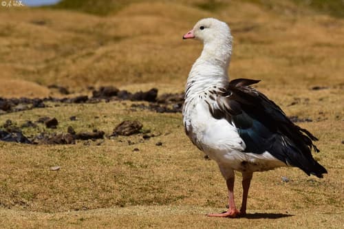Andean Goose