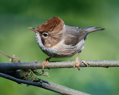 Whiskered Yuhina