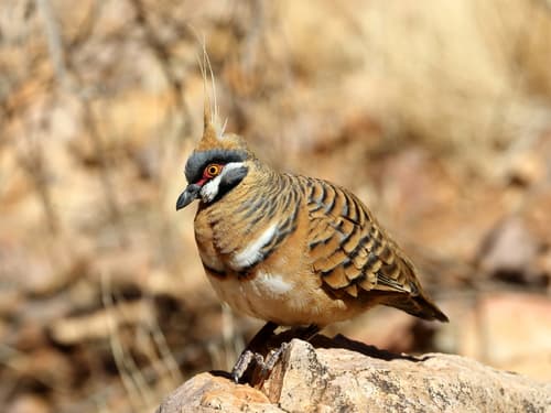 Spinifex Pigeon