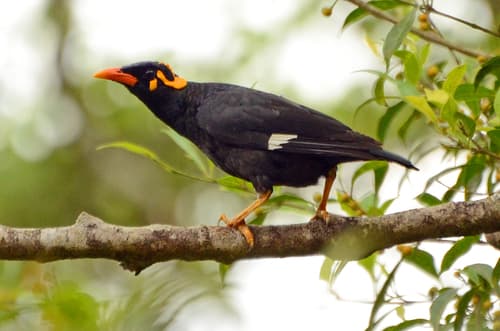 Southern Hill Myna