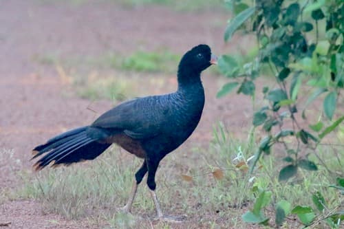 Crestless Curassow