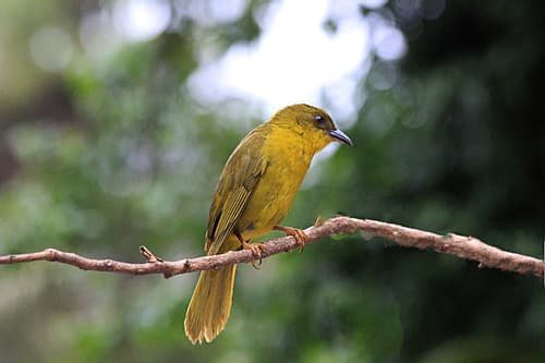 Olive-green Tanager