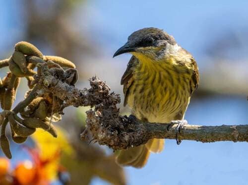 Varied Honeyeater