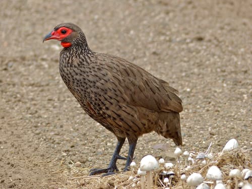Swainson's Spurfowl