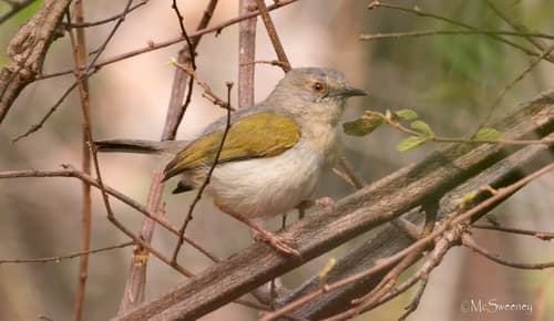 Green-backed Camaroptera