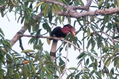 Helmeted Hornbill