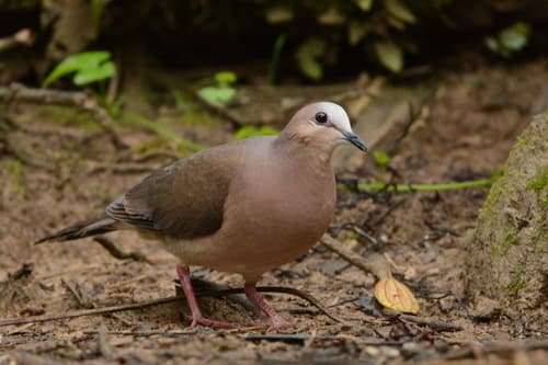Gray-fronted Dove
