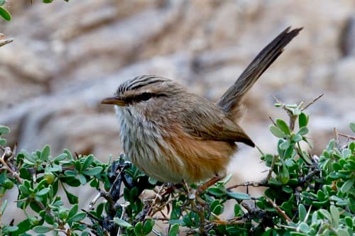Scrub Warbler