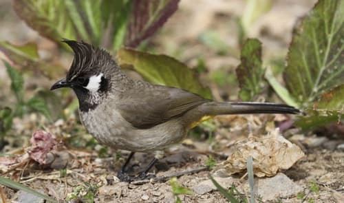 Himalayan Bulbul