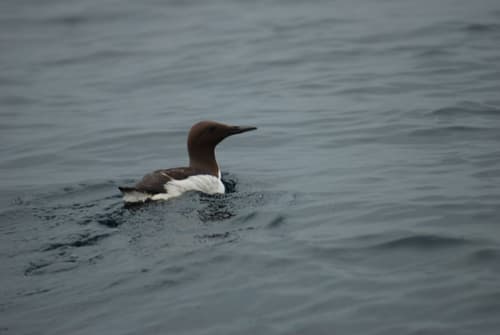 Common Murre