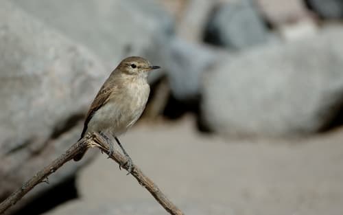 Spot-billed Ground-Tyrant