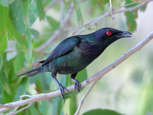 Metallic Starling