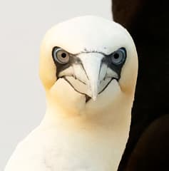 Northern Gannet