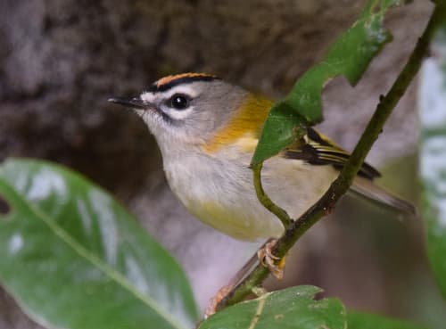 Madeira Firecrest