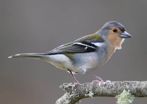 Madeiran Chaffinch