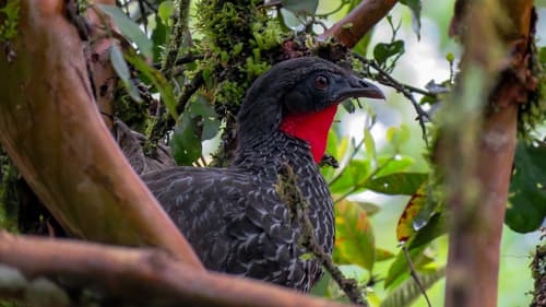 Cauca Guan