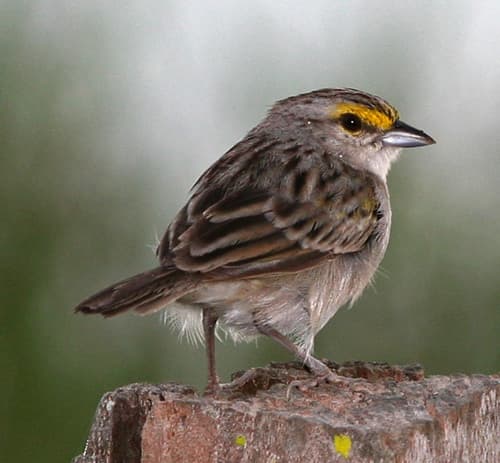 Yellow-browed Sparrow
