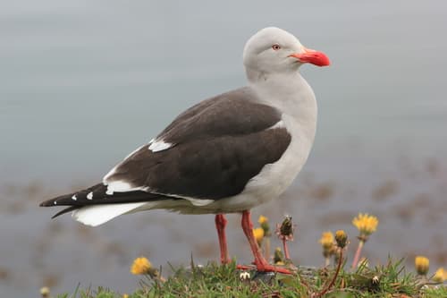Dolphin Gull