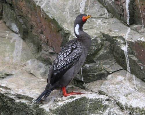 Red-legged Cormorant