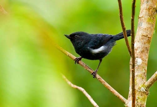 White-sided Flowerpiercer