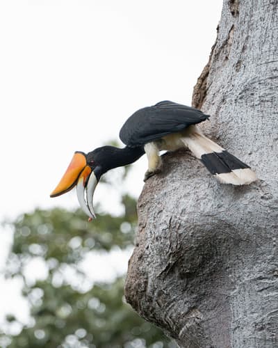 Rhinoceros Hornbill